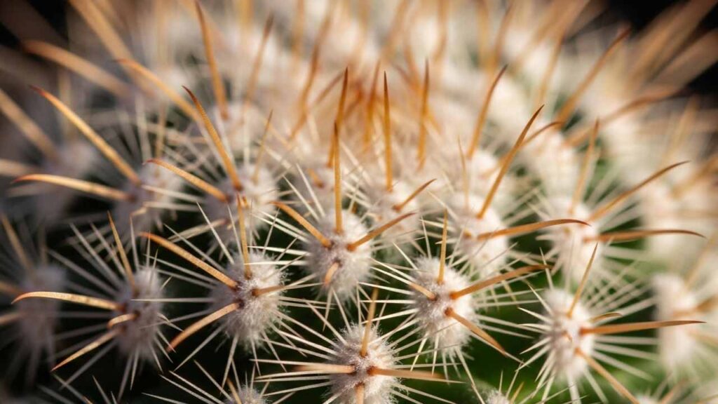 Como descrever espinhos translúcidos de cactus mammillaria no prompt para resultado macro
