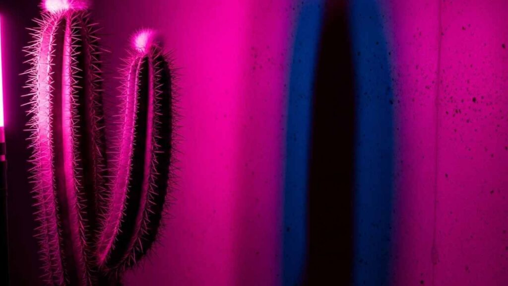 Guia para descrever luz de neon rosa sobre cacto no prompt do Midjourney