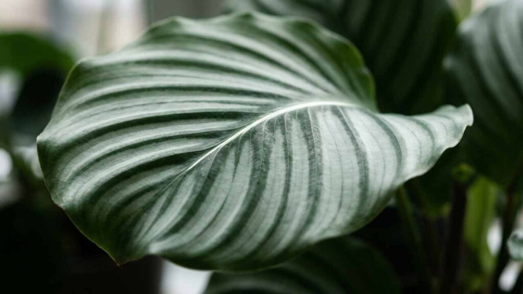 Palavras certas para recriar textura aveludada de calathea orbifolia no prompt