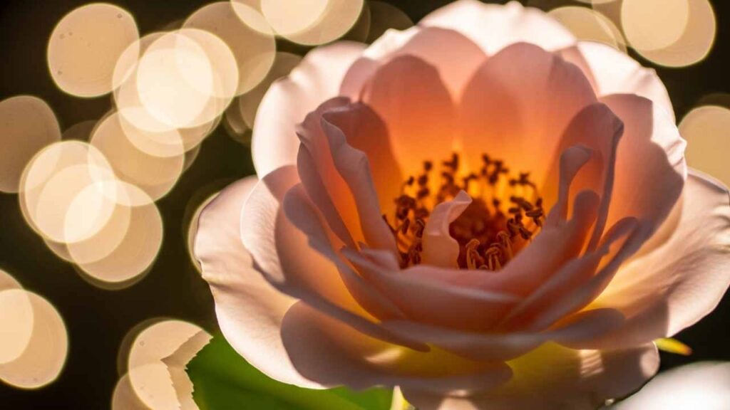 Técnica de prompt para criar efeito bokeh perfeito em fotografias botânicas